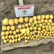 Насіннєва рання картопля "Мікадо" (1 репродукція, сорт столового призначення) 1кг 
