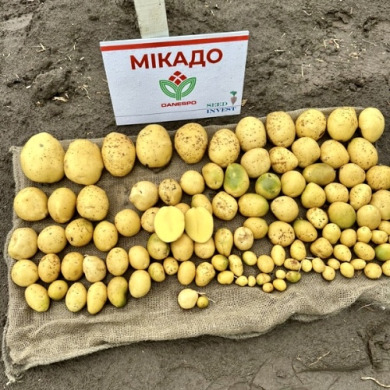 Насіннєва рання картопля "Мікадо" (1 репродукція, сорт столового призначення) 1кг Насіннєва рання картопля "Мікадо" (1 репродукція, сорт столового призначення) 1кг