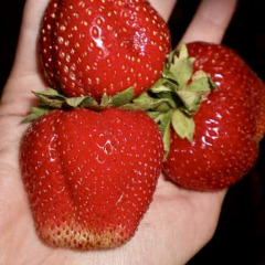 Клубника "Летиция" поздняя, 5 шт