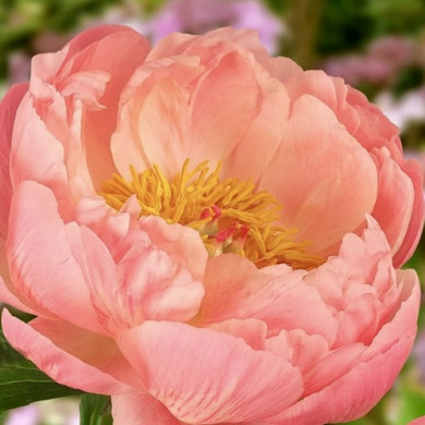 Пион травянистый "Корал Сансет" Coral Sunset Пион травянистый "Корал Сансет" Coral Sunset