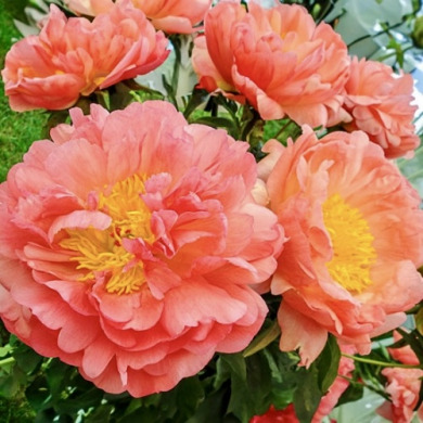 Пион травянистый "Корал Сансет" Coral Sunset Пион травянистый "Корал Сансет" Coral Sunset