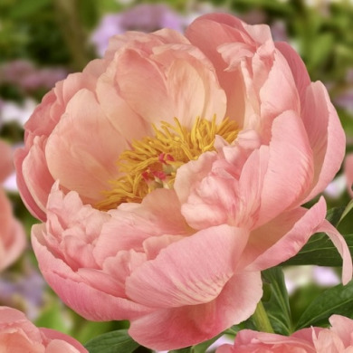 Пион травянистый "Корал Сансет" Coral Sunset Пион травянистый "Корал Сансет" Coral Sunset