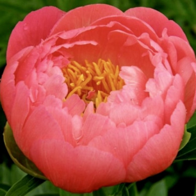 Пион травянистый "Корал Сансет" Coral Sunset Пион травянистый "Корал Сансет" Coral Sunset