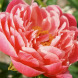 Пион травянистый "Корал Сансет" Coral Sunset