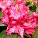 Рододендрон "Американ Бьюти" American Beauty (закрытый корень С1)