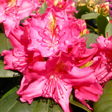 Рододендрон "Американ Бьюти" American Beauty (закрытый корень С1) Рододендрон "Американ Бьюти" American Beauty (закрытый корень С1)