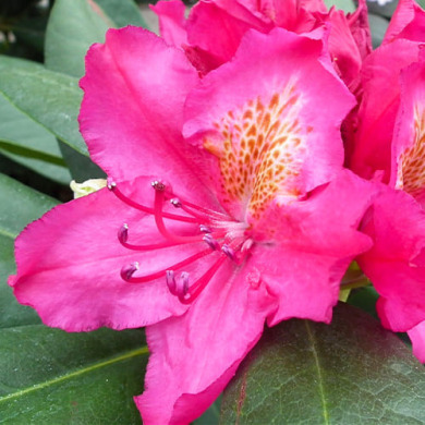 Рододендрон "Американ Бьюти" American Beauty (закрытый корень С1) Рододендрон "Американ Бьюти" American Beauty (закрытый корень С1)