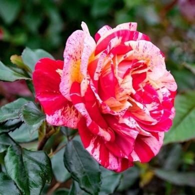 Роза чайно-гибридная "Броселианда" Broceliande 