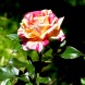 Роза чайно-гибридная "Броселианда" Broceliande 