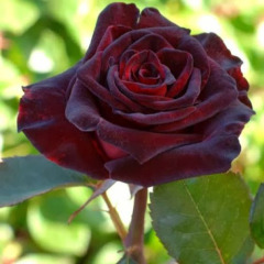 Роза чайно-гибридная "Черный принц" Black Prince