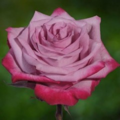 Роза чайно-гибридная "Дип перпл" Deep Purple