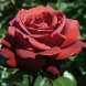 Роза чайно-гибридная "Терракота" Terracotta 