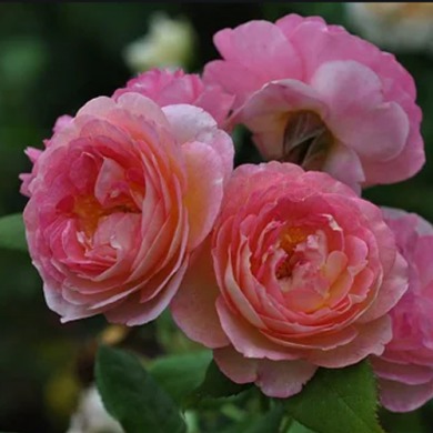 Троянда шраб "Мадам де Шталь" Madame de Stael