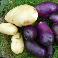 Семенной среднеранний картофель "Цыганка" (1 репродукция, для запекания, диетического питания) 1кг