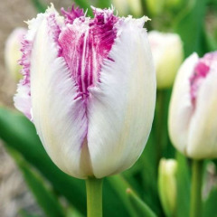 Тюльпан мультифлора "Rosy bouquet" 3 шт