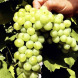 Виноград винный "Ананасный"