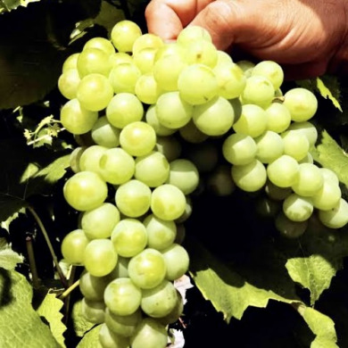 Виноград винный "Ананасный"