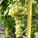 Виноград винный "Ананасный"