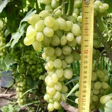 Виноград винный "Ананасный"