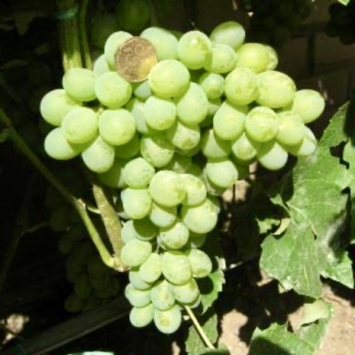 Виноград винный "Ананасный"