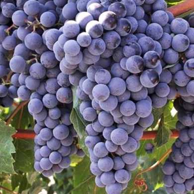 Виноград винный "Медина"