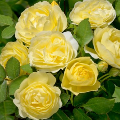Троянда мініатюрна "Комтесс дю баррі" Comtesse Du Barry