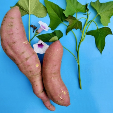 Батат "Маньчжурский" 1 шт Батат "Маньчжурский" 1 шт