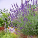 Лаванда вузьколиста "Ізіда" (закритий корінь)