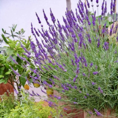 Лаванда вузьколиста "Ізіда" (закритий корінь)