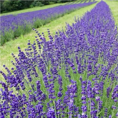 Лаванда вузьколиста "Ізіда" (закритий корінь)