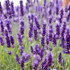 Лаванда вузьколиста "Ізіда" (закритий корінь)
