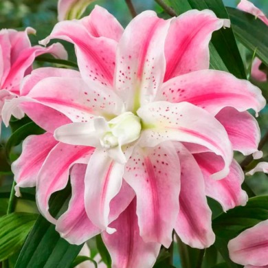 Лилия ориентальная махровая "Sweet Rosy" 1 шт ЭКСКЛЮЗИВ