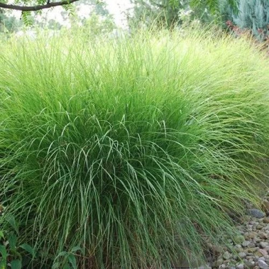 Мискантус китайский "Грацилиас" Gracilis 
