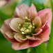 Морозник "Double Apricot" (закритий корінь)