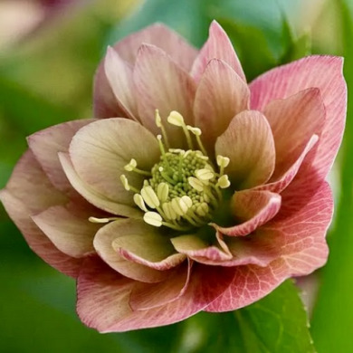 Морозник "Double Apricot" (закритий корінь)