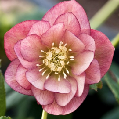 Морозник "Double Apricot" (закритий корінь)