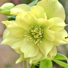 Морозник "Double Super Yellow" (закритий корінь)