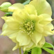 Морозник "Double Super Yellow" (закритий корінь)