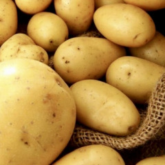 Насіннєва рання картопля "Медісон" (1 репродукція, для запікання,на пюре) 1кг 