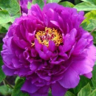 Півонія деревовидна "Violet" фіолетова (ЗКС)
