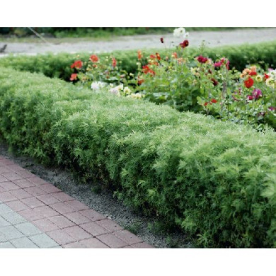 Полынь "Кока-Кола" Cola Plant