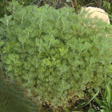 Полынь "Кока-Кола" Cola Plant