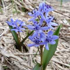 Пролеска "Bifolia" 3 шт