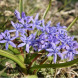 Проліска "Bifolia" 3 шт