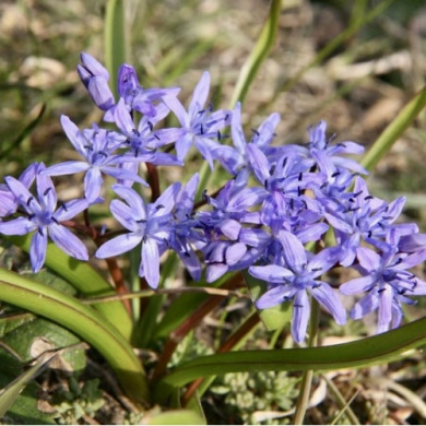 Проліска "Bifolia" 3 шт