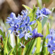 Проліска "Bifolia" 3 шт