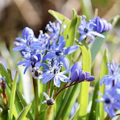 Проліска "Bifolia" 3 шт