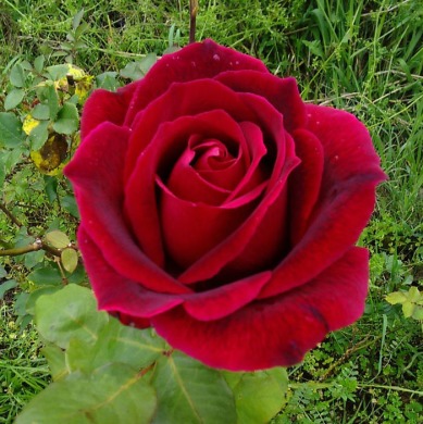 Роза чайно-гибридная "Крайслер империал" Сhrysler Imperial