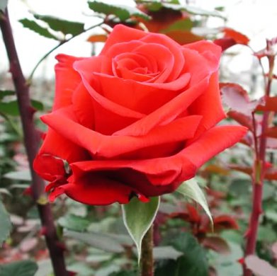 Роза чайно-гибридная "Рафаэлло"