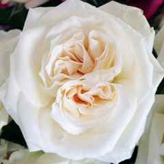 Роза чайно-гибридная  "Вайт Охара" White O
